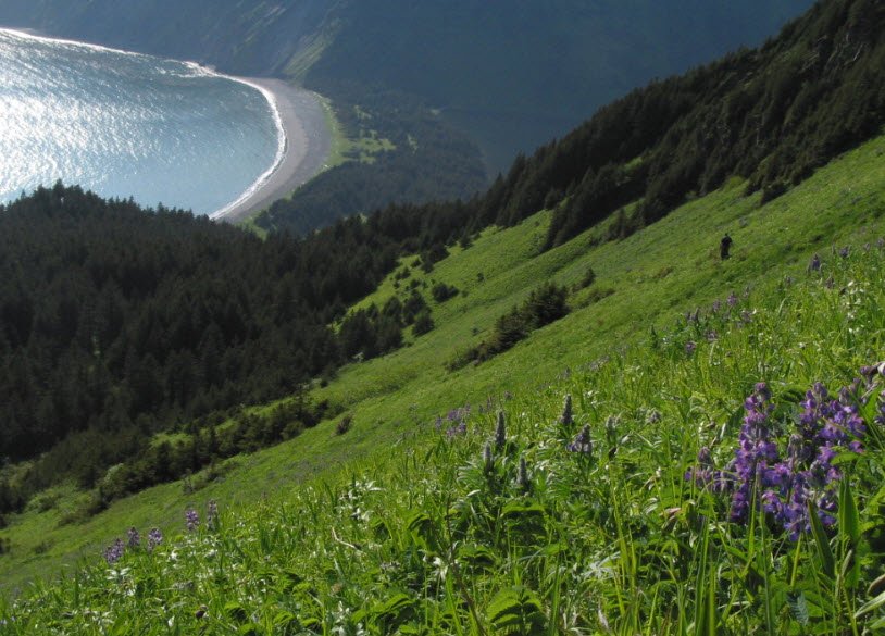 Afognak Island State Park, Alaska, USA